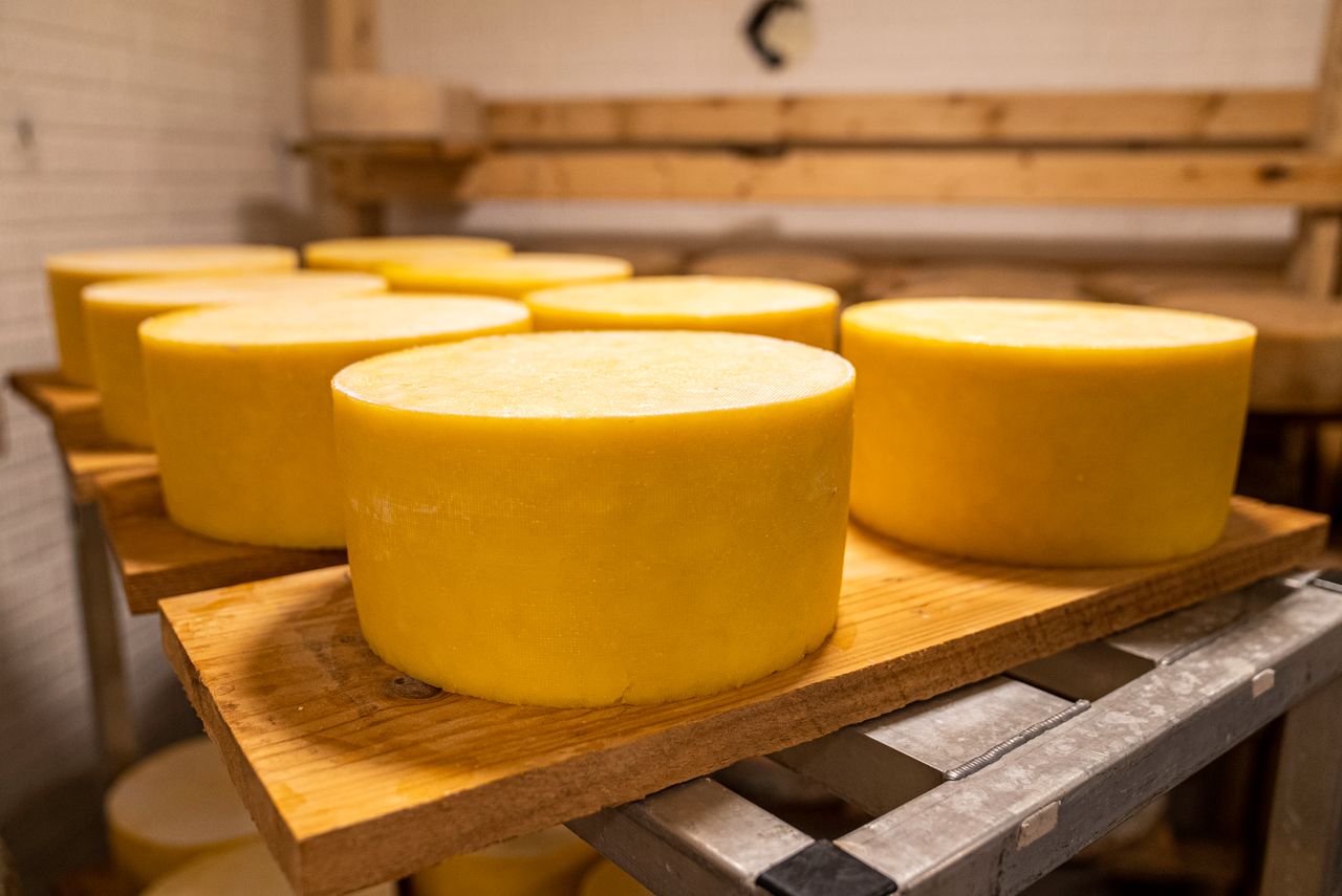 Aging cheese wheels in a rustic warehouse in North Carolina with natural wood shelving.